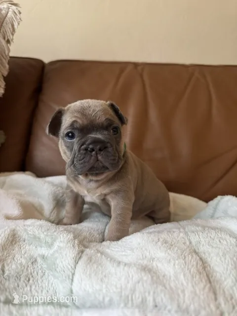 Ash  – French Bulldog puppy for sale in Whitefish, MT