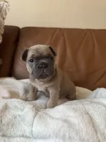 Ash , a male French Bulldog for sale in Whitefish, MT – 1 of 6