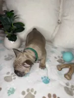 Mouse, a male French Bulldog for sale in Whitefish, MT – 3 of 5