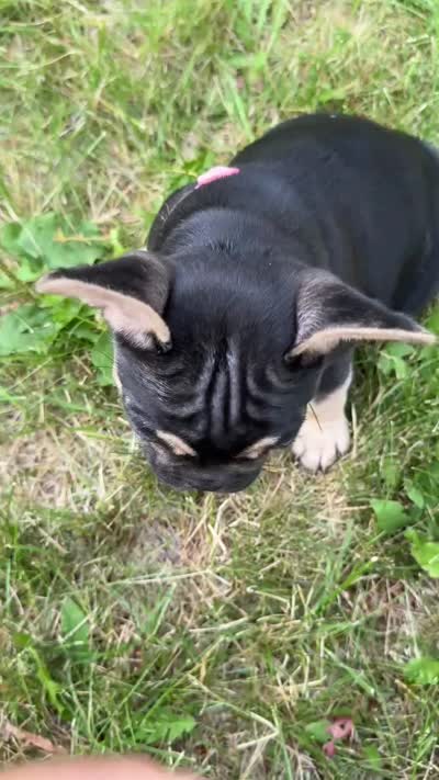 Raven, a female French Bulldog for sale in Whitefish, MT – 6 of 6