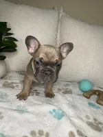 Mouse, a male French Bulldog for sale in Whitefish, MT – 2 of 5