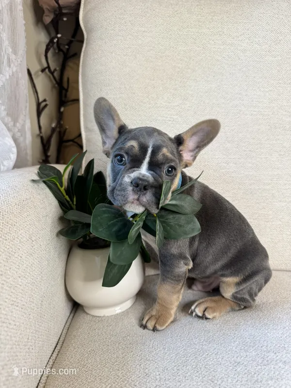 Shadow – French Bulldog puppy for sale in Whitefish, MT