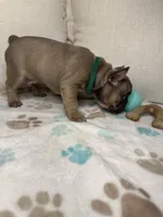 Mouse, a male French Bulldog for sale in Whitefish, MT – 5 of 5