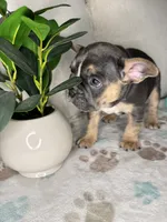 Shadow, a male French Bulldog for sale in Whitefish, MT – 4 of 5