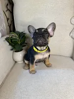 Frankie, a male French Bulldog for sale in Whitefish, MT – 4 of 6