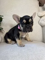 Raven, a female French Bulldog for sale in Whitefish, MT – 3 of 6