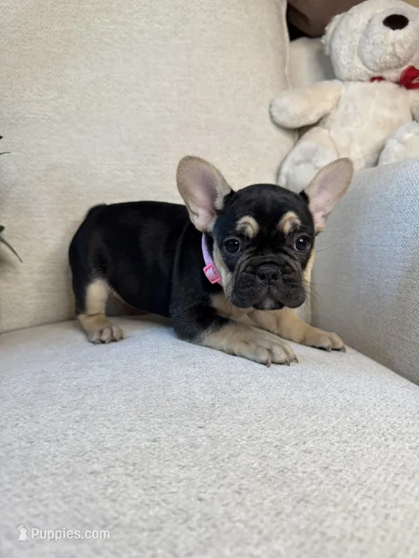 Raven – French Bulldog puppy for sale in Whitefish, MT