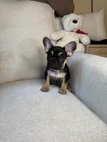 Frankie, a male French Bulldog for sale in Whitefish, MT – 5 of 6