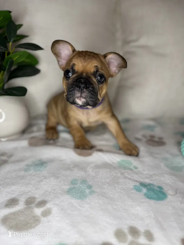 Willow – French Bulldog puppy for sale in Whitefish, MT