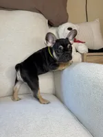 Frankie, a male French Bulldog for sale in Whitefish, MT – 2 of 6