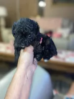 Little Bitty, a female Poodle - Toy  for sale in St. Petersburg, FL – 2 of 8