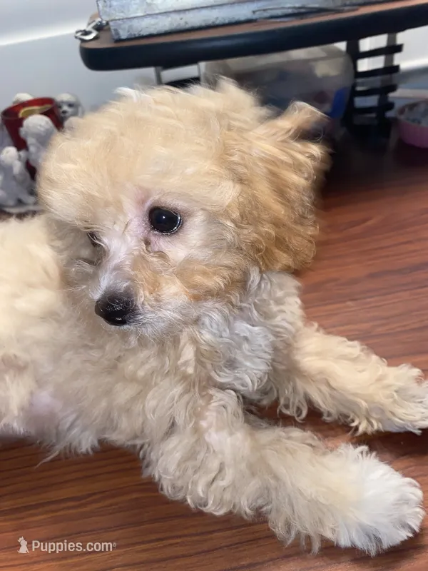 Groggu ❤️ LOVE – Poodle - Toy  puppy for sale in St. Petersburg, FL