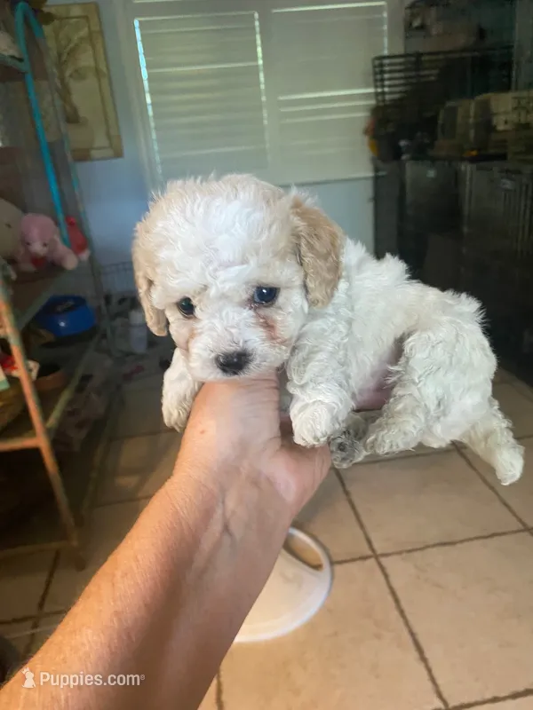 Winston  – Poodle - Toy  puppy for sale in St. Petersburg, FL