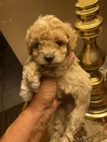 Shorty, a male Poodle - Toy  for sale in St. Petersburg, FL – 2 of 5