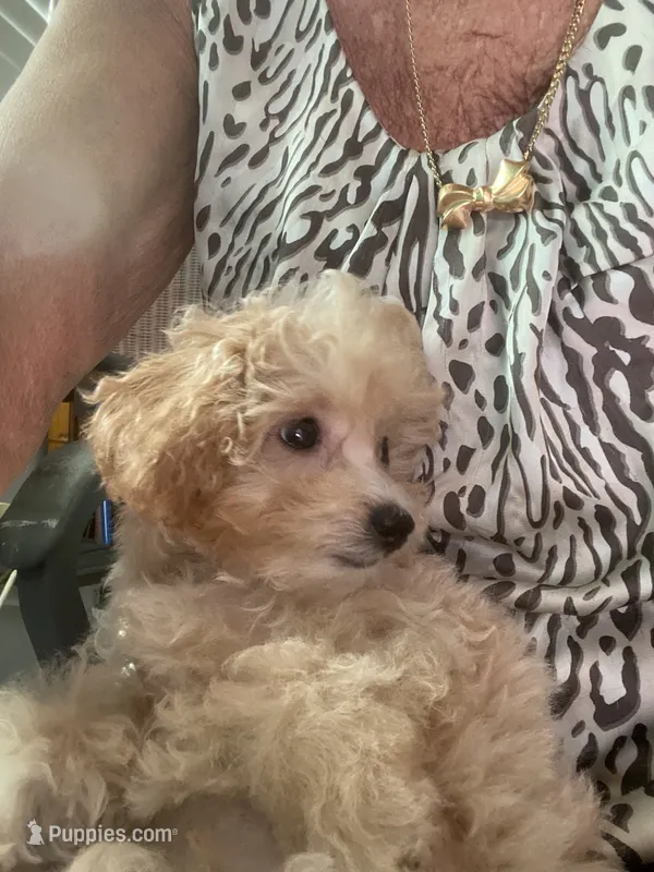 Groggu ❤️ LOVE – Poodle - Toy  puppy for sale in St. Petersburg, FL