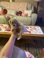 Shorty, a male Poodle - Toy  for sale in St. Petersburg, FL – 3 of 5
