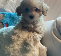 Groggu ❤️ LOVE, a male Poodle - Toy  for sale in St. Petersburg, FL – 9 of 9