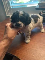 Kona, a male Poodle - Toy  for sale in St. Petersburg, FL – 3 of 3