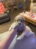 Shorty, a male Poodle - Toy  for sale in St. Petersburg, FL – 1 of 5