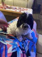 Kona Big Toy , a male Poodle - Toy  for sale in St. Petersburg, FL – 4 of 4
