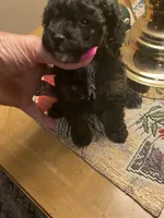 Little Bitty, a female Poodle - Toy  for sale in St. Petersburg, FL – 8 of 8