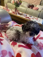 Franco, a male Poodle - Toy  for sale in St. Petersburg, FL – 3 of 7