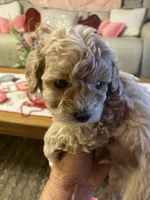 Shorty, a male Poodle - Toy  for sale in St. Petersburg, FL – 4 of 5