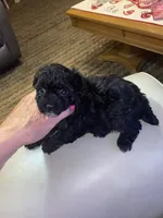 Little Bitty, a female Poodle - Toy  for sale in St. Petersburg, FL – 5 of 8