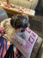 Franco, a male Poodle - Toy  for sale in St. Petersburg, FL – 4 of 7