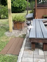 Tiny Franco , a male Poodle - Toy  for sale in Saint Petersburg, FL – 3 of 7