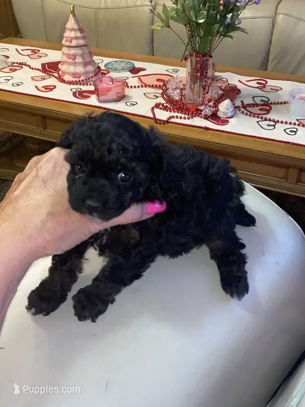 Little Bitty – Poodle - Toy  puppy for sale in St. Petersburg, FL
