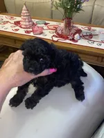 Little Bitty, a female Poodle - Toy  for sale in St. Petersburg, FL – 1 of 8