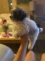 Franco, a male Poodle - Toy  for sale in St. Petersburg, FL – 5 of 7