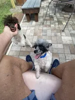 Tiny Franco , a male Poodle - Toy  for sale in Saint Petersburg, FL – 6 of 7