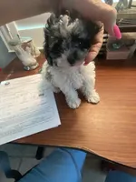 Franco Small Toy , a male Poodle - Toy  for sale in St. Petersburg, FL – 10 of 10