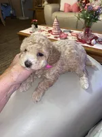 Carmen , a female Poodle - Miniature  for sale in St. Petersburg, FL – 4 of 7