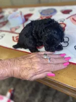 Little Bitty, a female Poodle - Toy  for sale in St. Petersburg, FL – 6 of 8