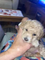 Carmen , a female Poodle - Miniature  for sale in St. Petersburg, FL – 6 of 7