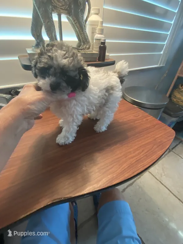 Franco Small Toy  – Poodle - Toy  puppy for sale in St. Petersburg, FL