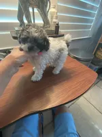 Franco Small Toy , a male Poodle - Toy  for sale in St. Petersburg, FL – 1 of 10