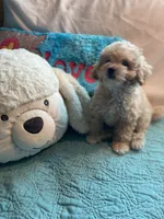 Groggu ❤️ LOVE, a male Poodle - Toy  for sale in St. Petersburg, FL – 3 of 9