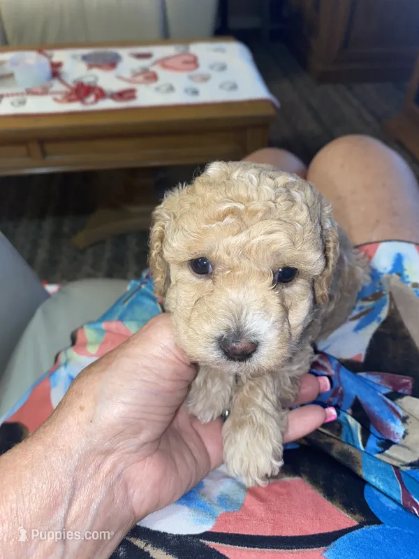 Carmen  – Poodle - Miniature  puppy for sale in St. Petersburg, FL