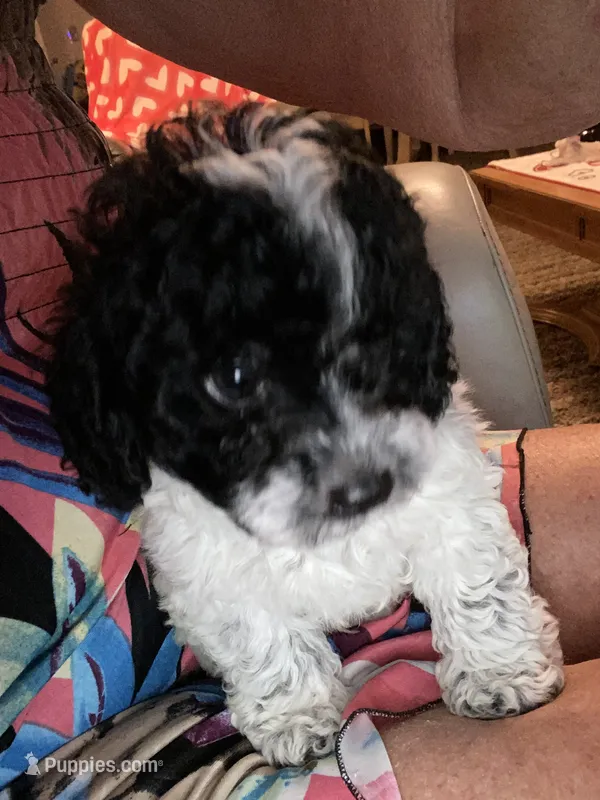 Kona – Poodle - Toy  puppy for sale in St. Petersburg, FL