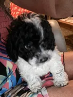 Kona Big Toy , a male Poodle - Toy  for sale in St. Petersburg, FL – 1 of 4