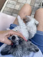 Tiny Franco , a male Poodle - Toy  for sale in Saint Petersburg, FL – 2 of 7