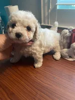 Winston , a male Poodle - Toy  for sale in St. Petersburg, FL – 5 of 5