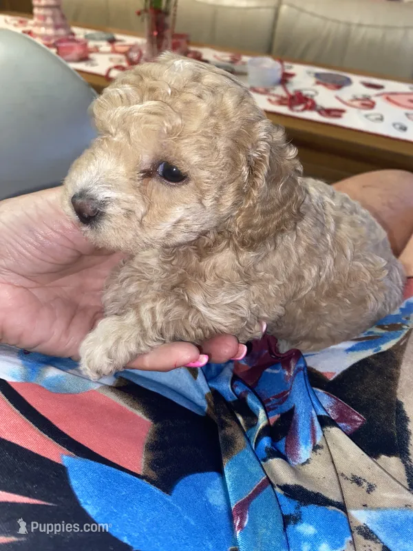 Carmen  – Poodle - Miniature  puppy for sale in St. Petersburg, FL