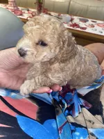 Carmen , a female Poodle - Miniature  for sale in St. Petersburg, FL – 5 of 7