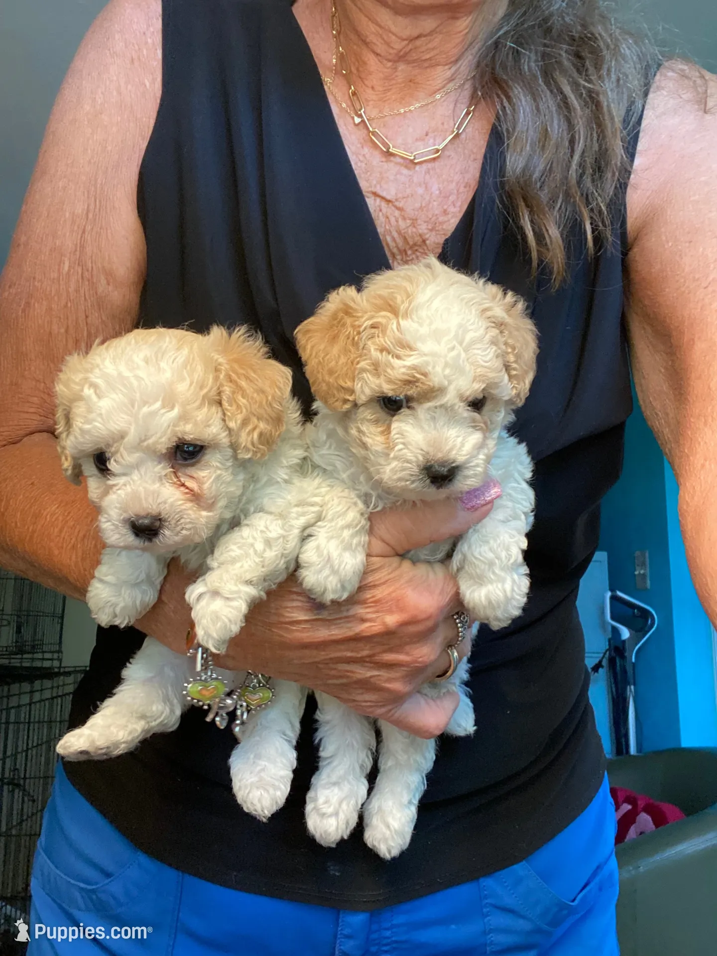 Winston , a male Poodle - Toy  for sale in St. Petersburg, FL – 2 of 5