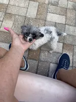 Tiny Franco , a male Poodle - Toy  for sale in Saint Petersburg, FL – 5 of 7